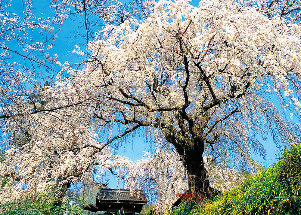 Spring has come｜ながの情報 Nagano Joho NEXT